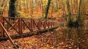 İstanbul'da ormanlara giriş yasaklandı